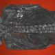 Definitely not a bird: Micro-CT scan shows the mummified stillborn human baby.